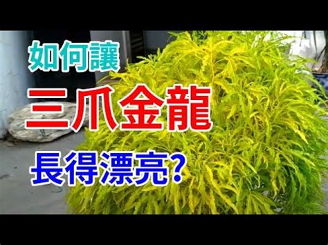 三爪金龍風水|【三爪金龍種植】三爪金龍種植秘訣大公開！觀賞植物專家傳授獨。